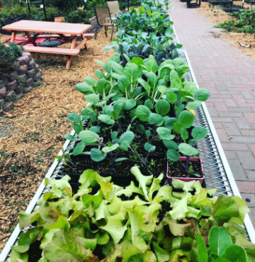 A table at the Forge Garden lined with bright green seedlings